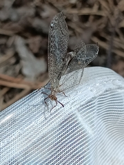 Distoleon tetragrammicus