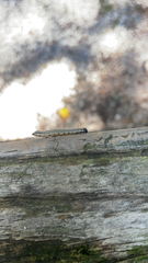 Spodoptera frugiperda