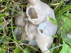 Helvella