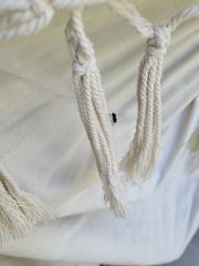 Pseudomyrmex gracilis