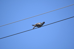Columba livia domestica