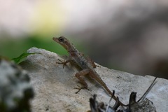 Anolis rodriguezii