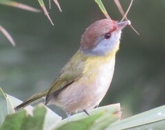 Cyclarhis gujanensis