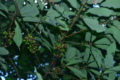 Lindera megaphylla