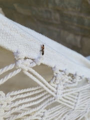 Pseudomyrmex gracilis