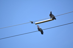 Columba livia domestica