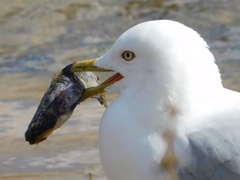 Siluriformes