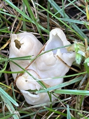 Helvella