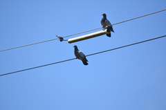 Columba livia domestica