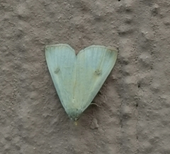 Rivula sericealis