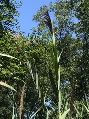 Phragmites
