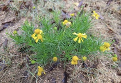 Helenium amarum