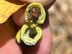 Pemphigus obesinymphae