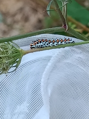 Papilio machaon