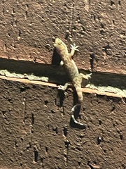 Hemidactylus turcicus