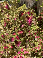 Coleus scutellarioides