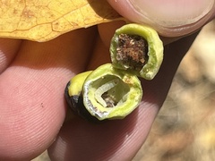 Pemphigus obesinymphae