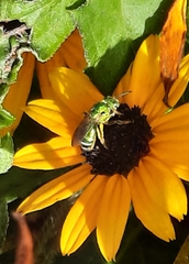 Agapostemon sericeus