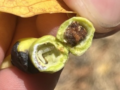 Pemphigus obesinymphae