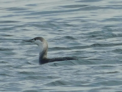 Gavia stellata