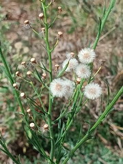 Erigeron bonariensis