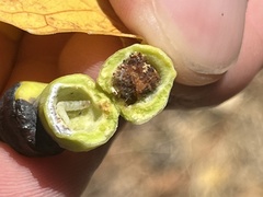 Pemphigus obesinymphae