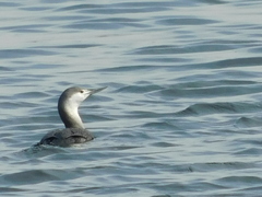 Gavia stellata
