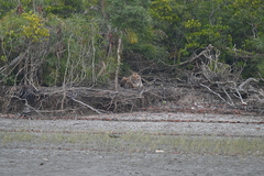 Panthera tigris tigris
