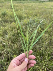 Eragrostis spectabilis