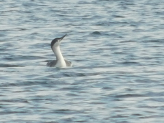 Gavia stellata
