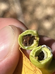 Pemphigus obesinymphae