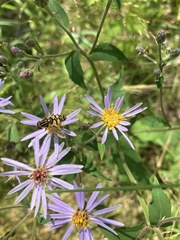 Helophilus fasciatus