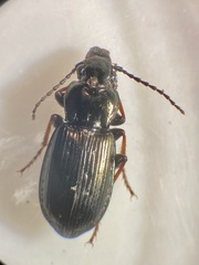 Pterostichus oblongopunctatus