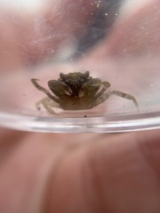 Carcinus maenas