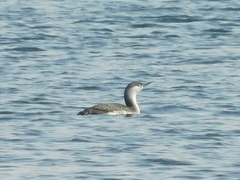 Gavia stellata