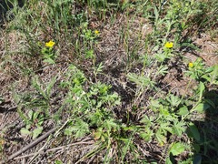 Potentilla inclinata