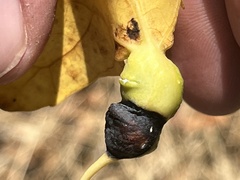 Pemphigus obesinymphae