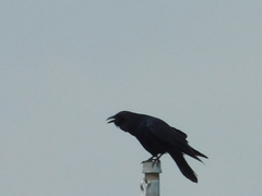 Corvus ossifragus