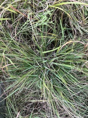 Eragrostis spectabilis