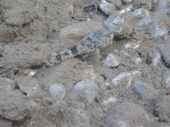 Cottus gobio