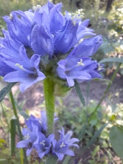 Campanula cervicaria