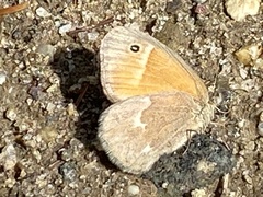 Coenonympha california