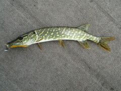 Esox lucius