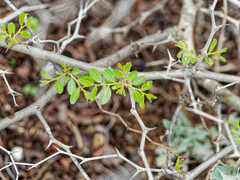 Ziziphus lotus