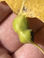 Pemphigus obesinymphae