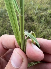 Eragrostis spectabilis