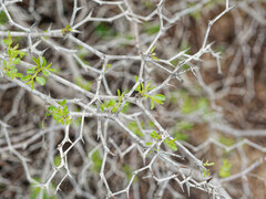 Ziziphus lotus