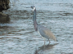 Egretta tricolor