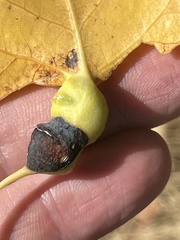 Pemphigus obesinymphae