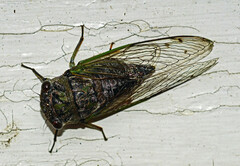 Neotibicen canicularis